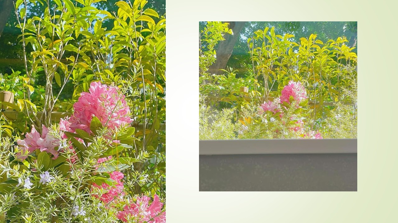 クリニックのお庭のご紹介