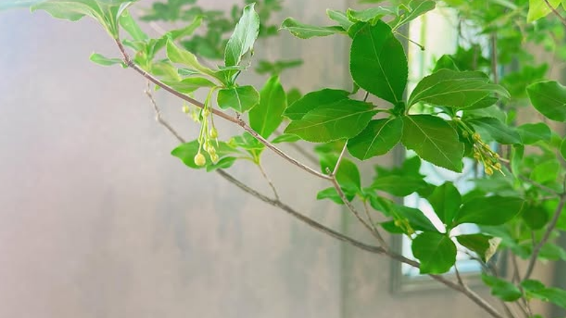 ✨東京バースクリニックの待合に、彩りを添えました✨