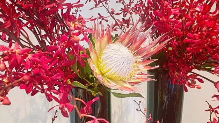 🌸 Tokyo Birth Clinic × Nicolai Bergman 🌸