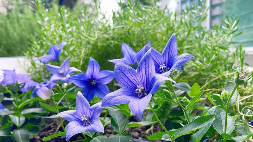 🌸✨ 院内ガーデン便り ✨🌸