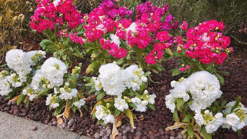 庭のストックにはその名残が静かに残っています❄️