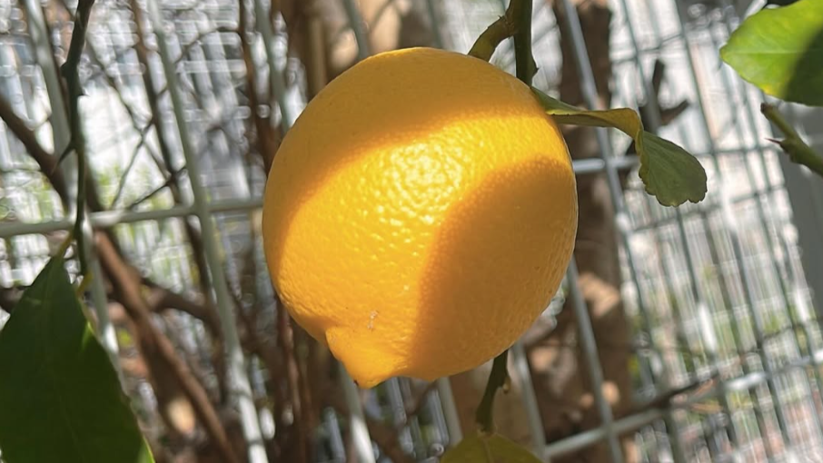 クリニックの庭から、患者さまのデザートへ 🍋