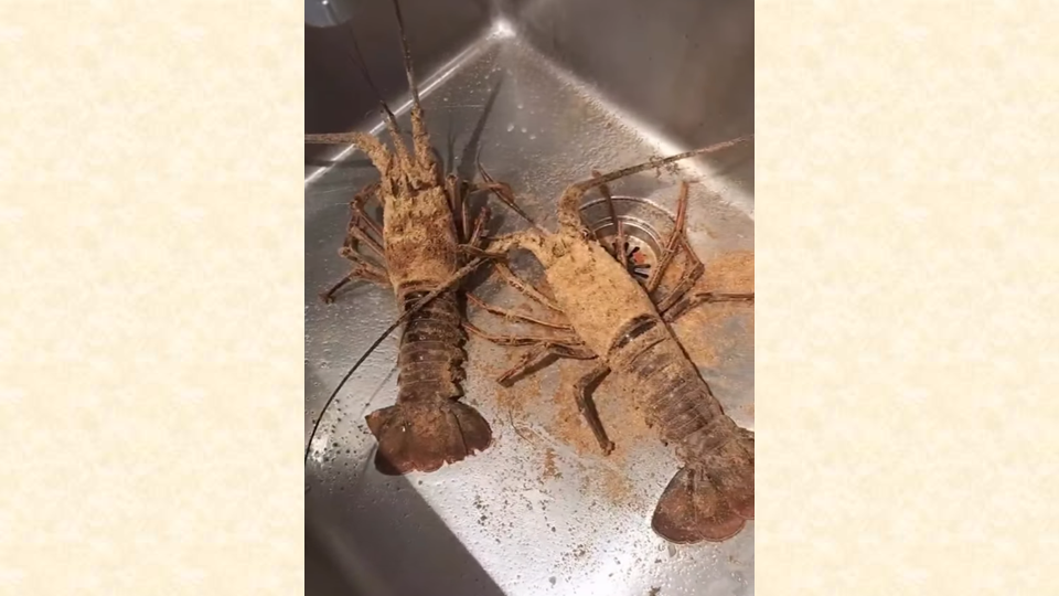 🦞✨【今週のお祝膳 – 活伊勢海老】✨🦞